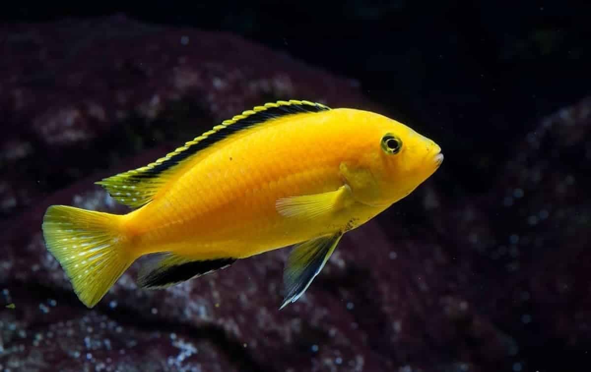 Yellow Lab (CAP0050)
