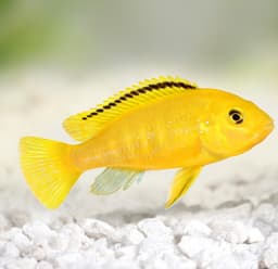 Yellow Lab