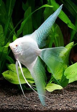 Platinum Angel