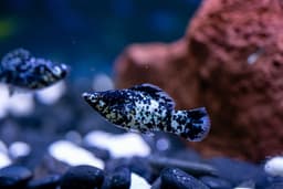 Dalmatian Longbody