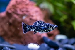 Dalmatian Longbody