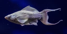 Platinum Blue Eye Longbody