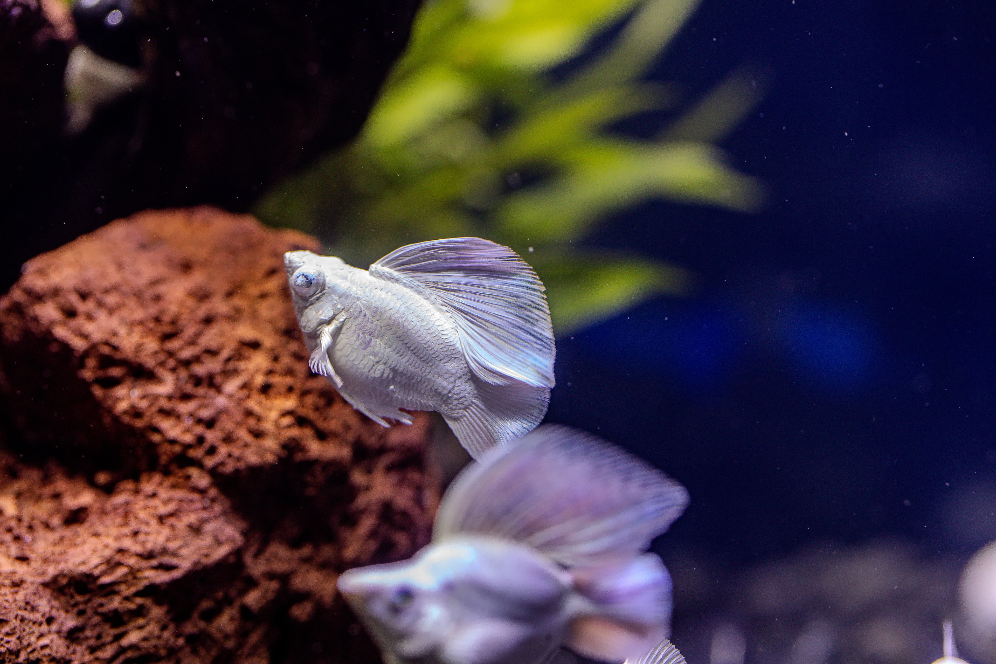 Platinum Blue Eye Roundtail (CAP0875)
