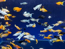 Molly - Mixed Varieties