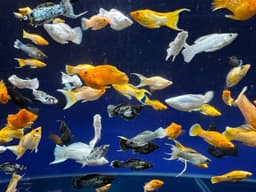 Molly - Mixed Varieties