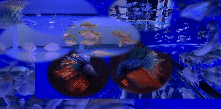 New varieties added !!!