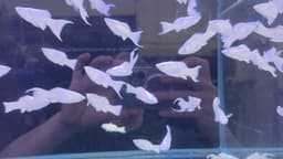 Platinum Blue Eye Longbody