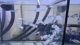 Platinum Dalmatian Blue Eyes Longbody