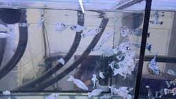 Platinum Dalmatian Blue Eyes Longbody