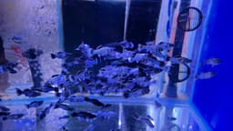 Electric Blue Longbody Roundtail