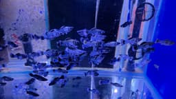 Electric Blue Longbody Roundtail