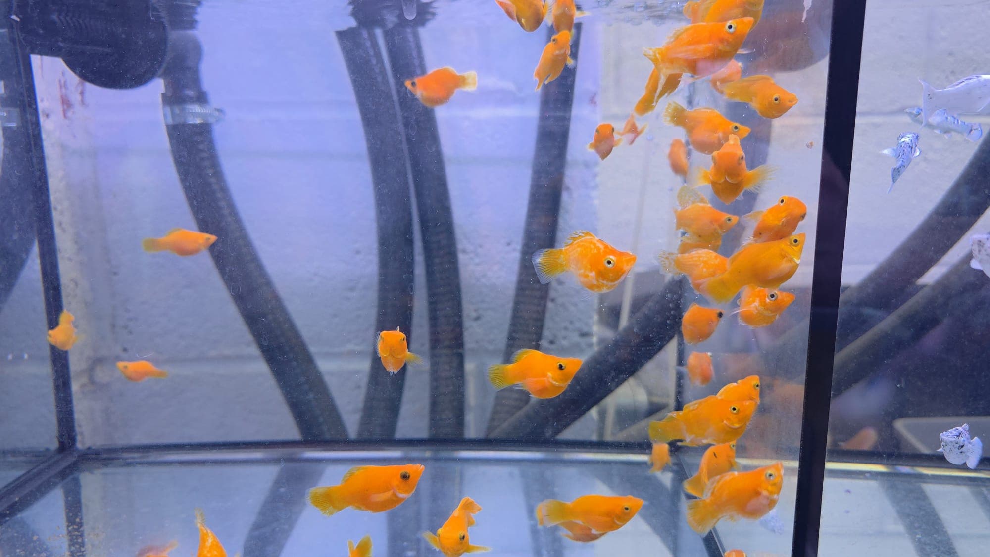 Sunkist Sailfin (CAP0862)