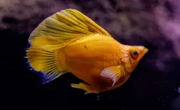 Sunkist Sailfin