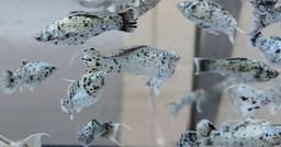 Gray Black Spot Longbody