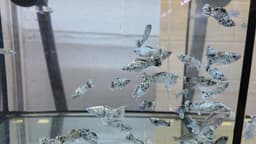 Gray Black Spot Longbody