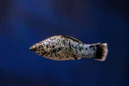 Gray Black Spot Longbody