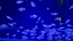 Platinum Blue Eye Roundtail