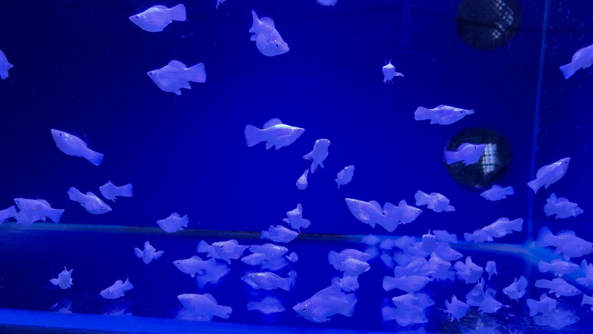 Platinum Blue Eye Roundtail (CAP0875)